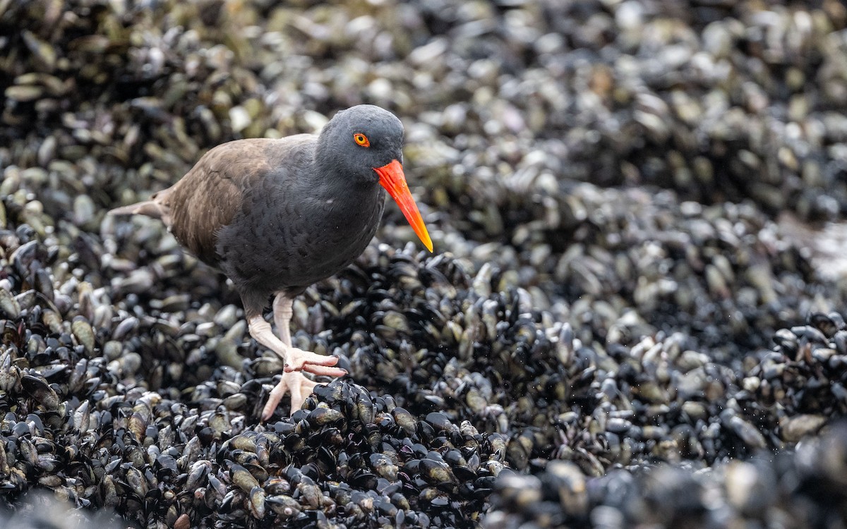 Itsas mika beltz amerikarra - ML645501023