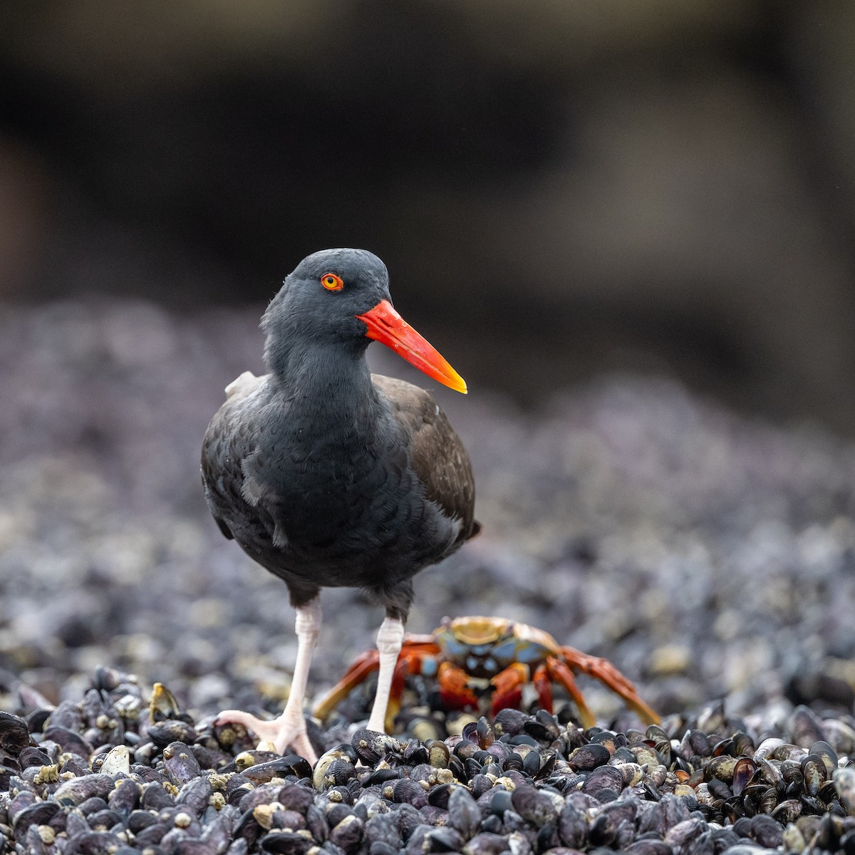 Itsas mika beltz amerikarra - ML645501024