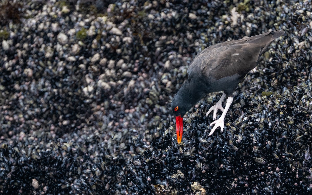 Itsas mika beltz amerikarra - ML645501025