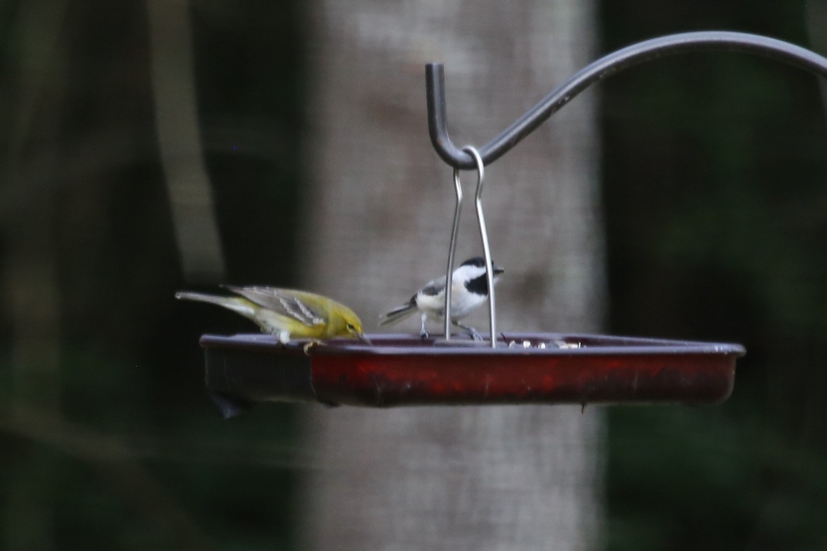 Carolina Chickadee - ML645501027