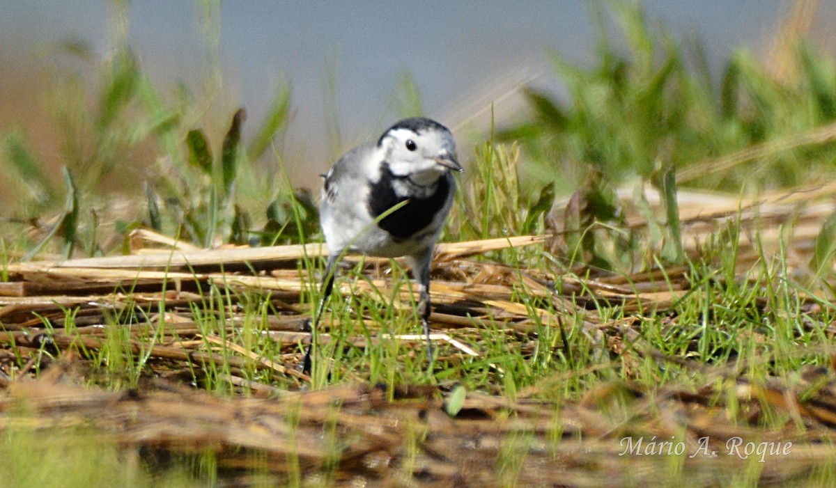 Buztanikara zuria - ML645501028