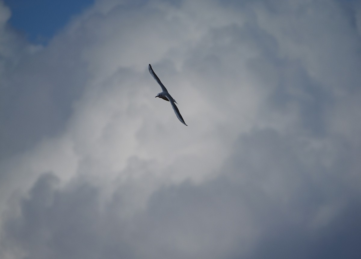 Black-headed Gull - ML645501035