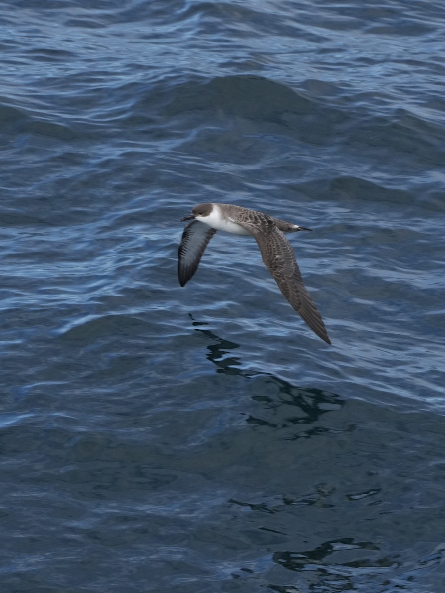 Great Shearwater - ML645501037