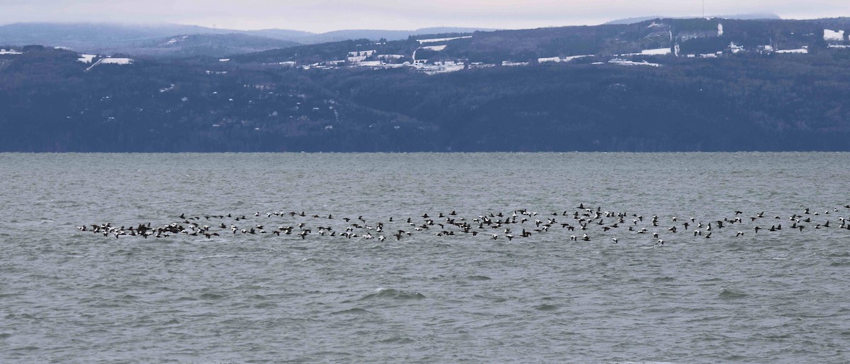 Common Eider - ML645501061