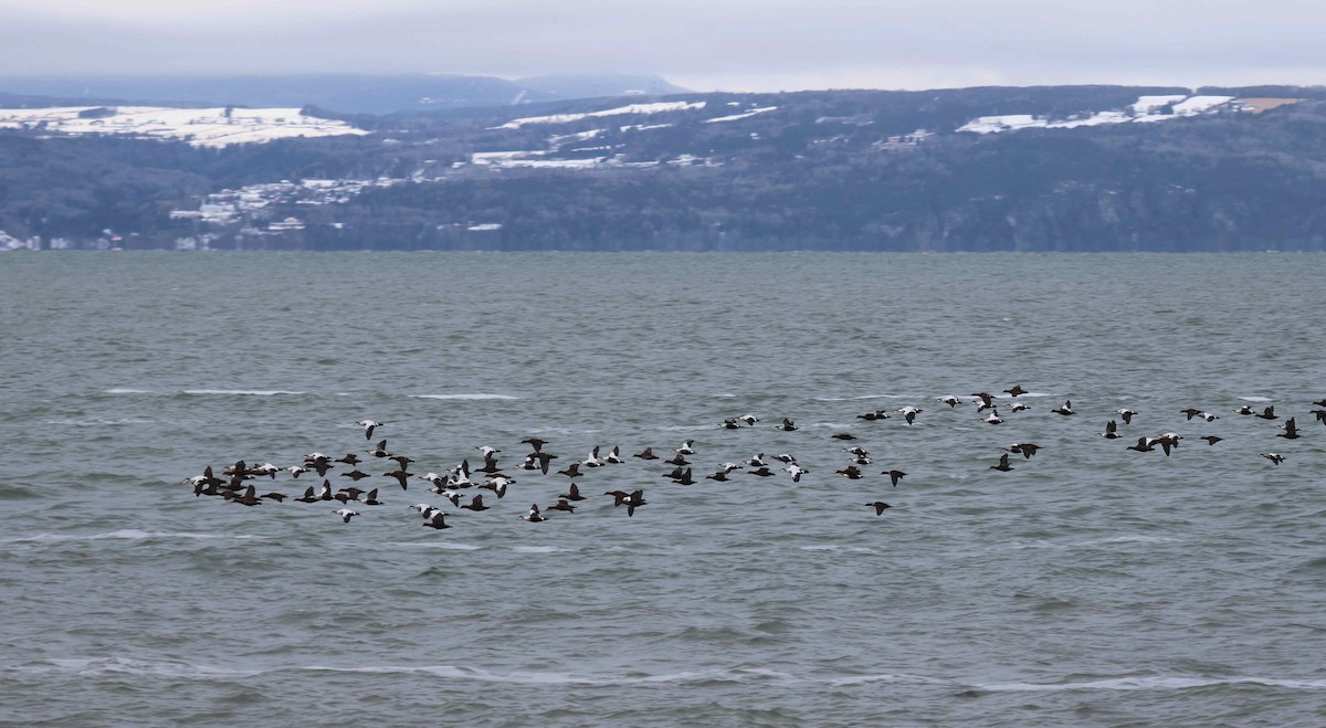 Common Eider - ML645501062