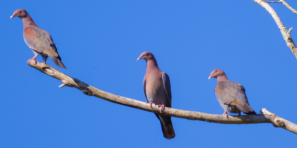 Red-billed Pigeon - ML645501064