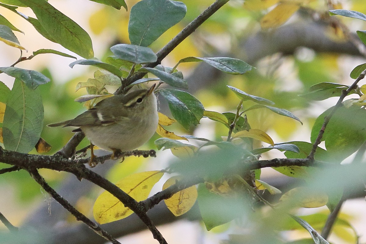 Yellow-browed Warbler - ML645501066