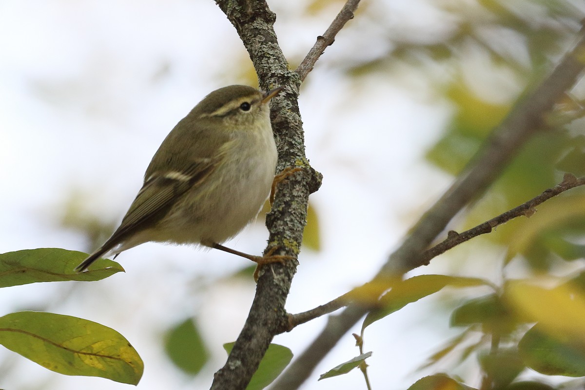 Yellow-browed Warbler - ML645501067