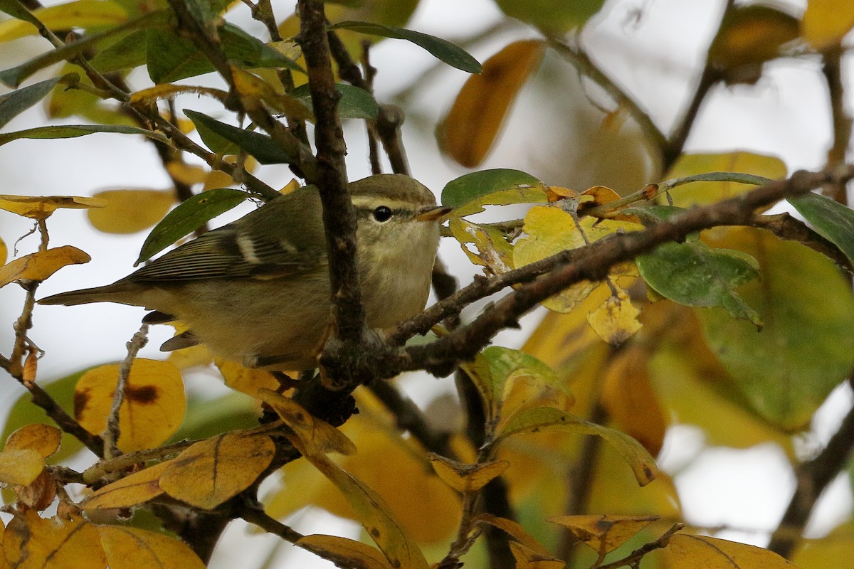 Yellow-browed Warbler - ML645501068