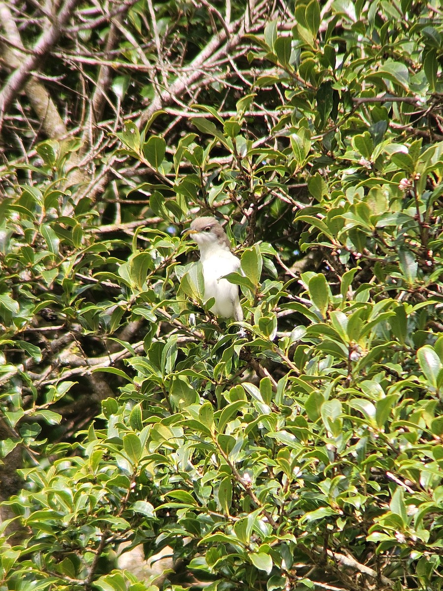 Yellow-billed Cuckoo - ML645501069