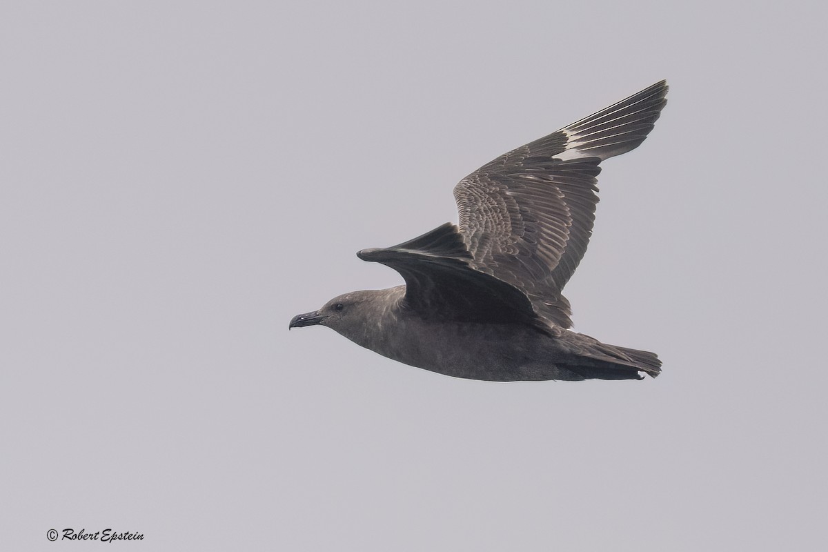 South Polar Skua - ML645501086