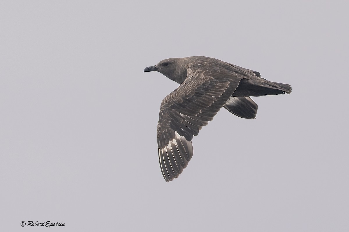South Polar Skua - ML645501087