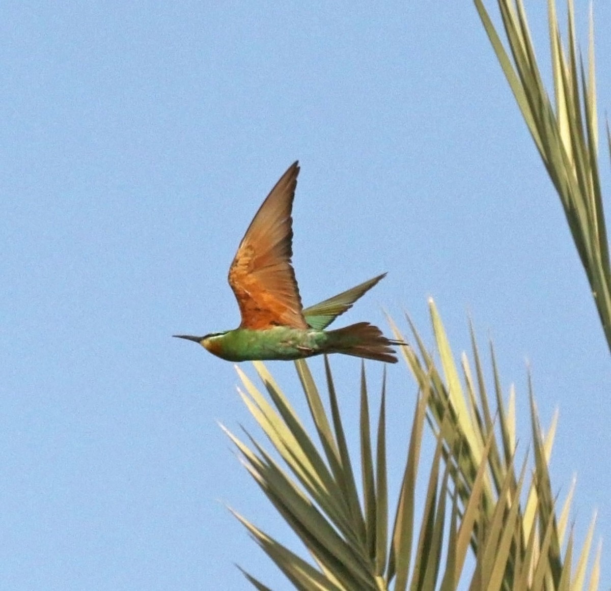 שרקרק ירוק - ML645501089