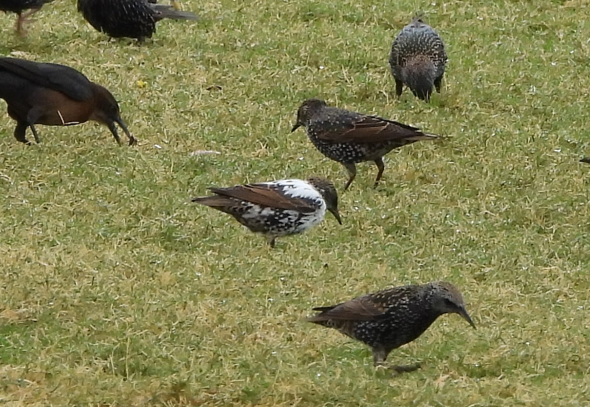 Шпак звичайний - ML645501092