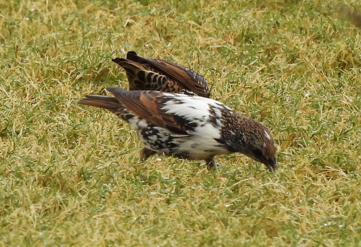 Шпак звичайний - ML645501093