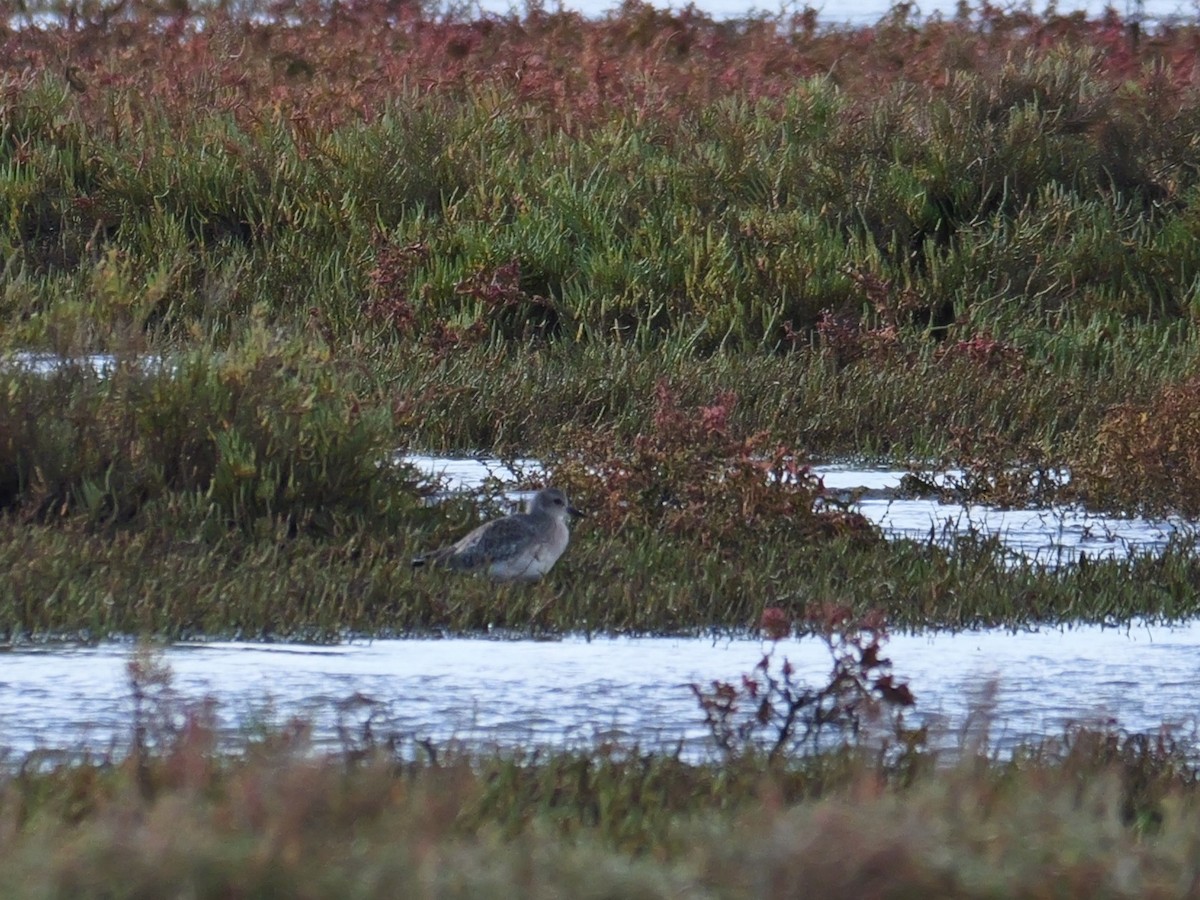 Black-bellied Plover - ML645501094