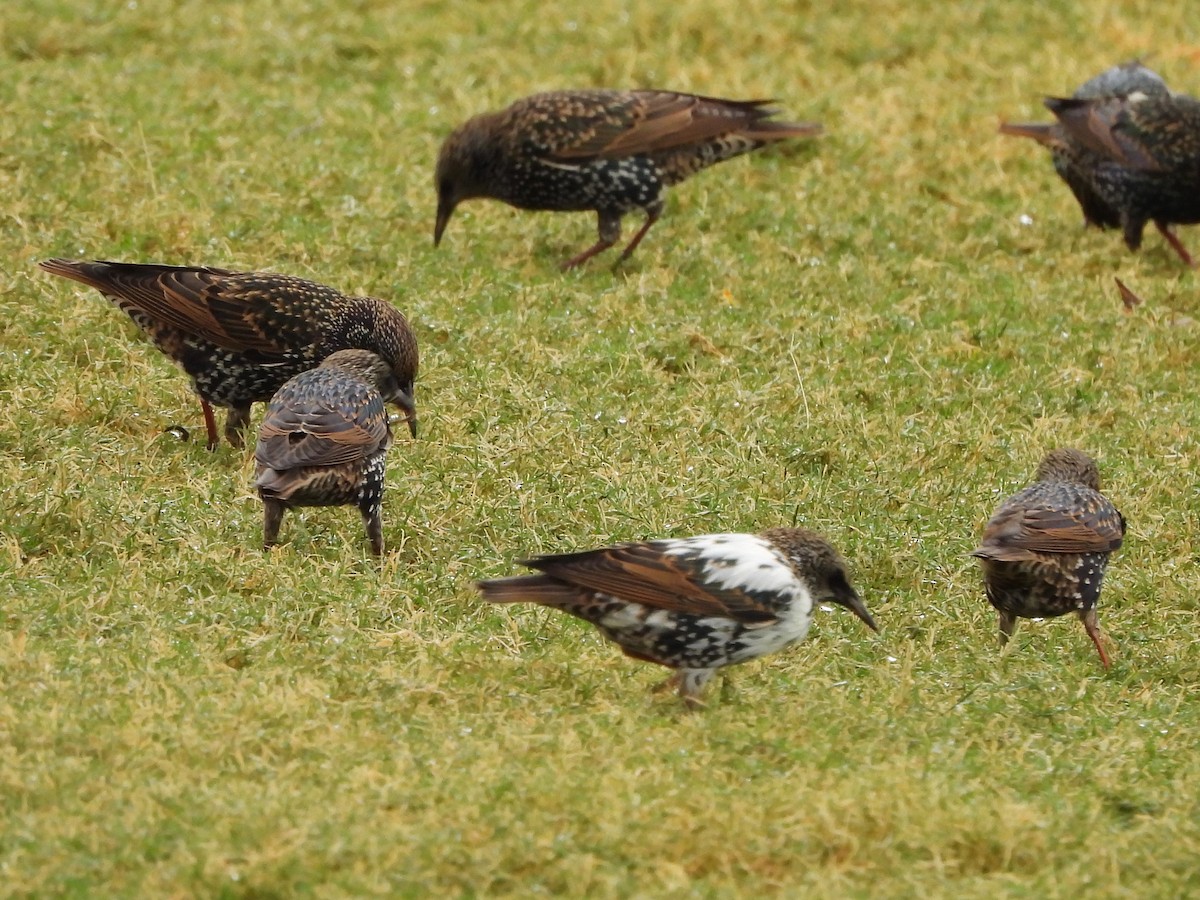 Шпак звичайний - ML645501095