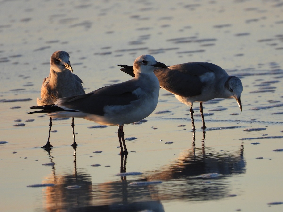 Gabbiano sghignazzante - ML645501119
