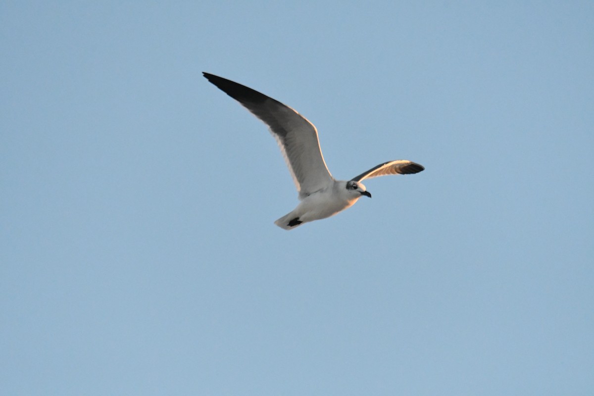 Gabbiano sghignazzante - ML645501127