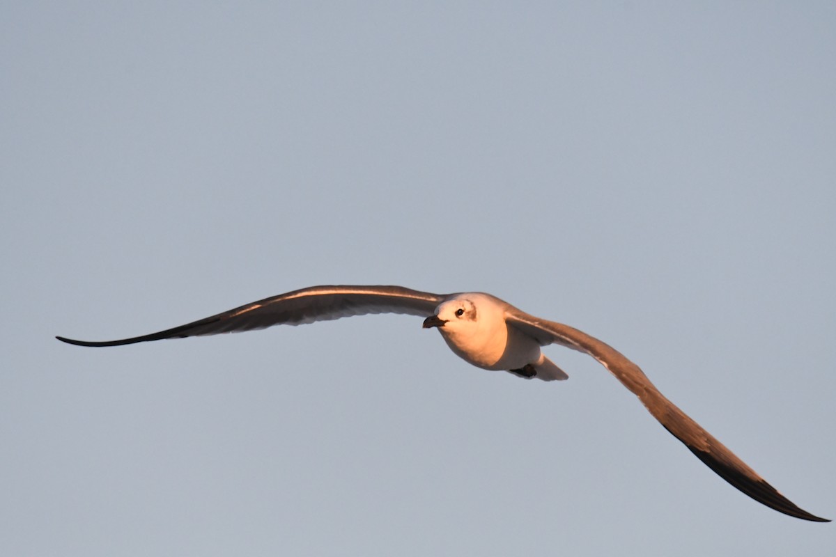 Gabbiano sghignazzante - ML645501134