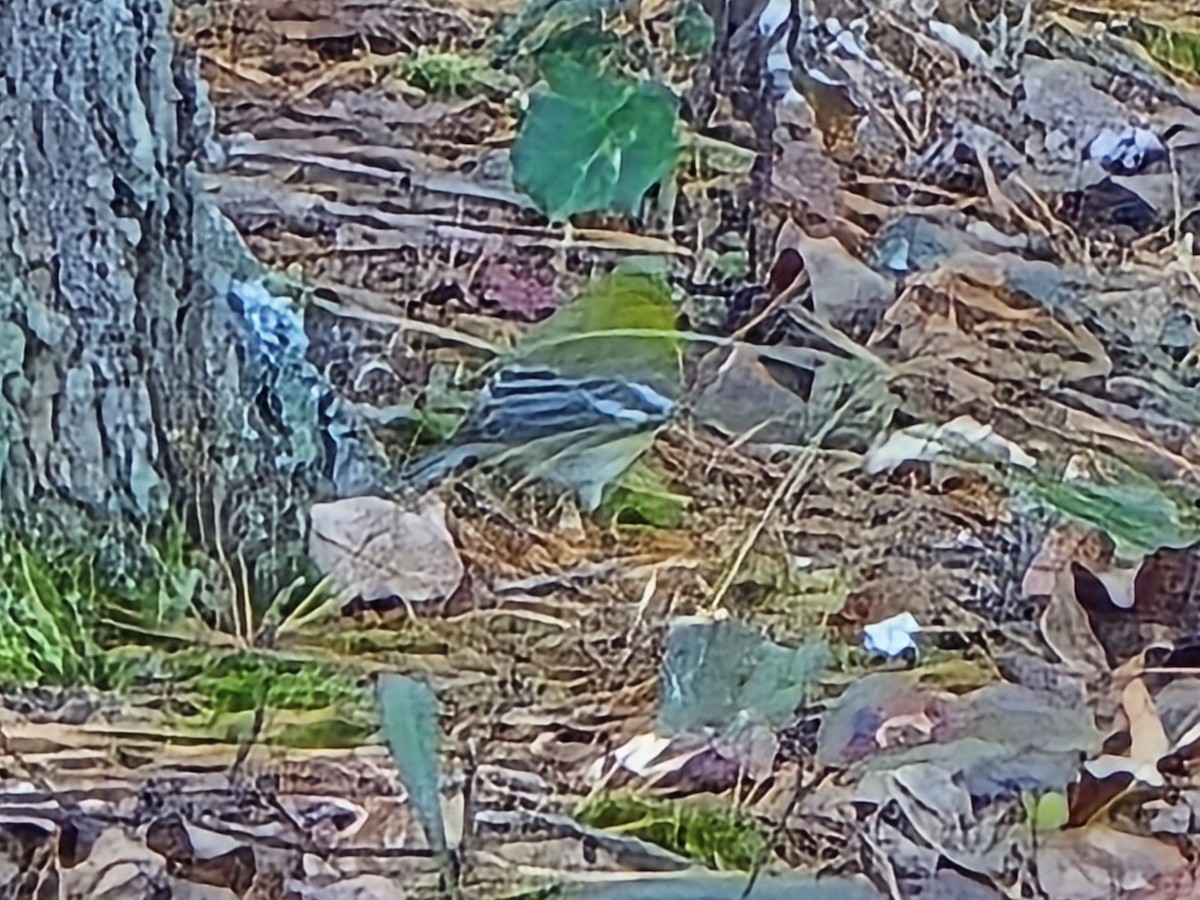 Pine Warbler - ML645501136