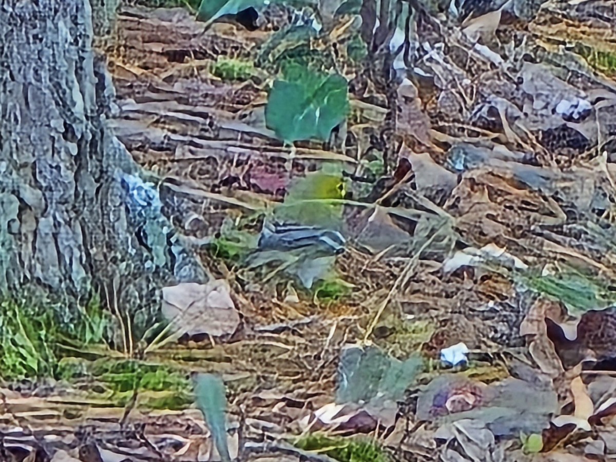 Pine Warbler - ML645501137