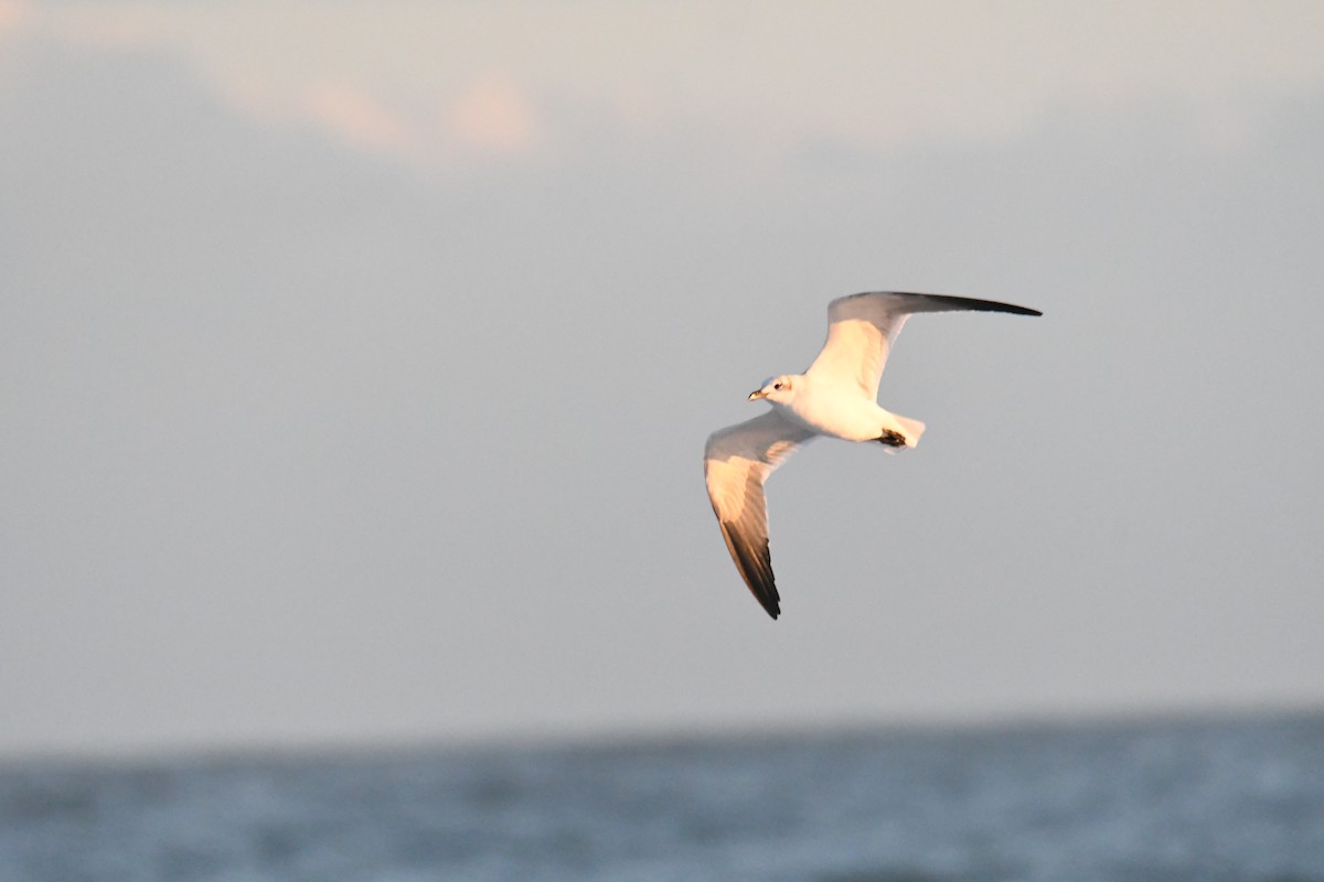 Gabbiano sghignazzante - ML645501141