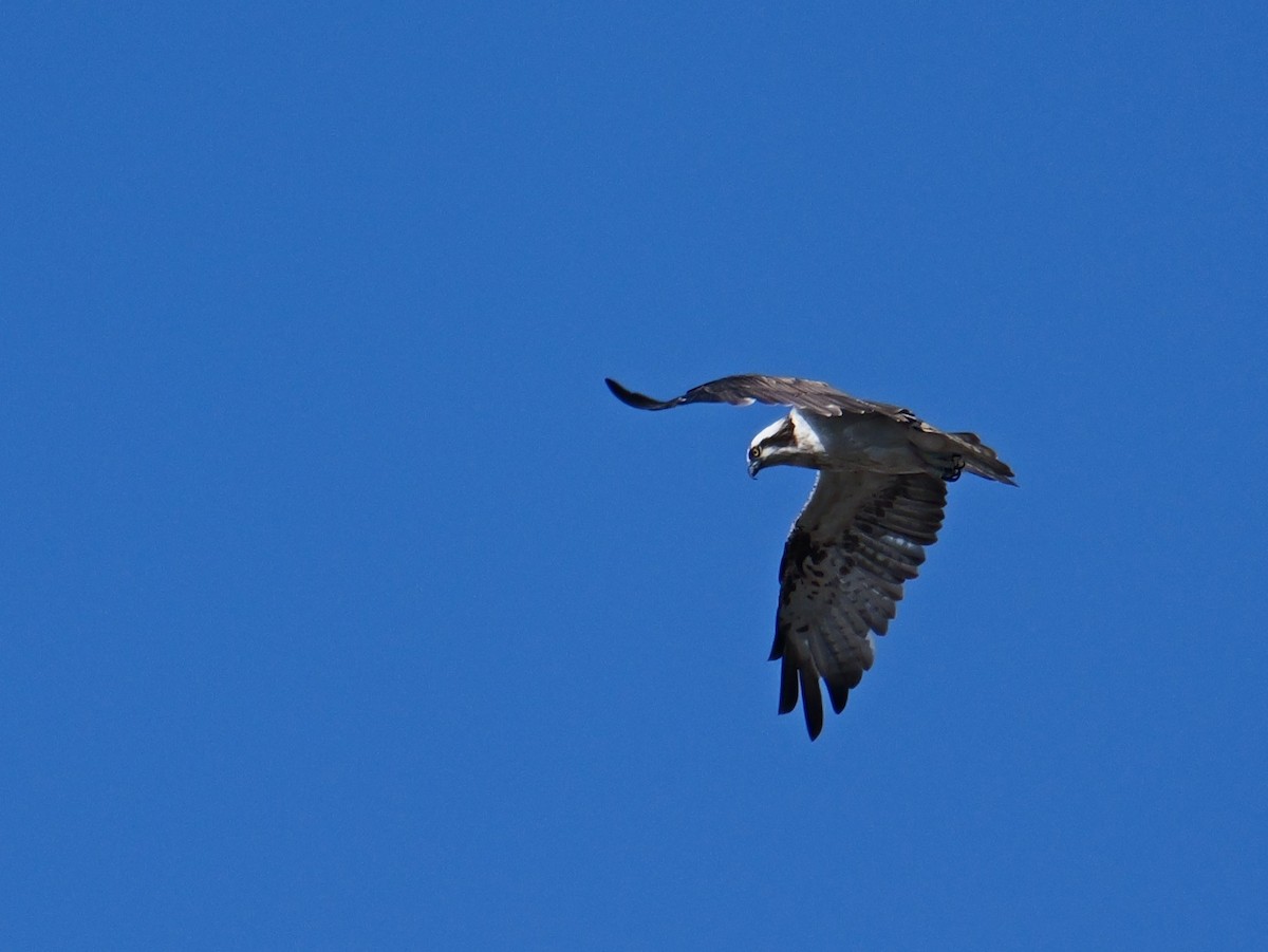 Osprey - ML645501144