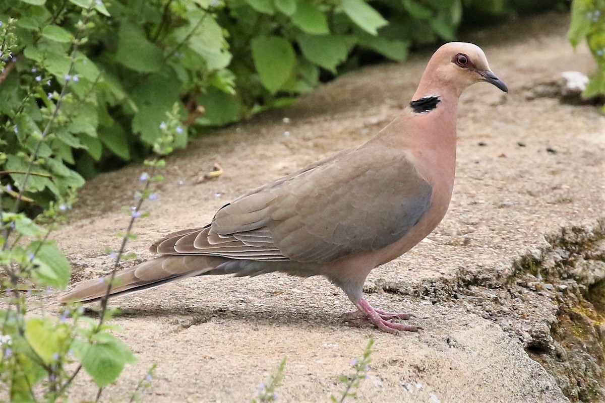 Red-eyed Dove - ML645501145