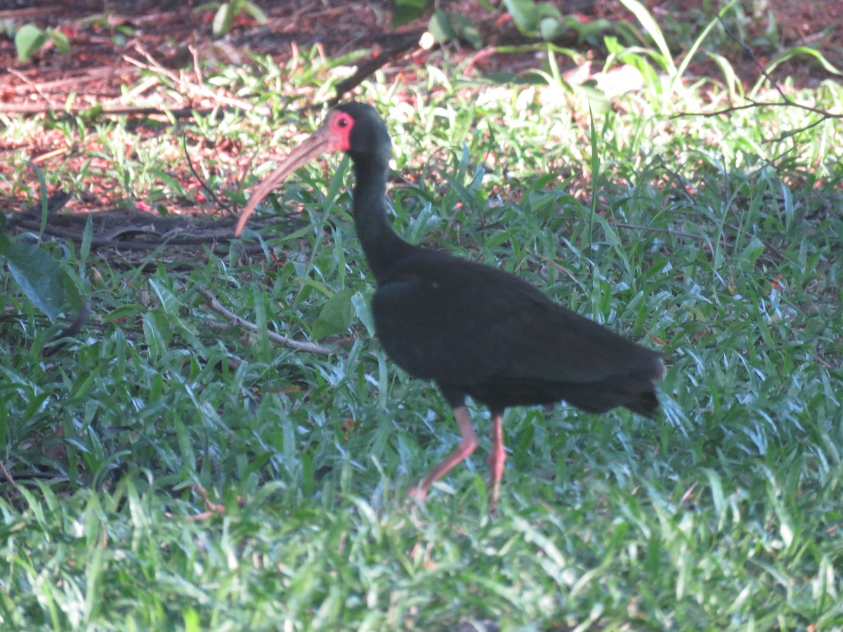 Bare-faced Ibis - ML645501162