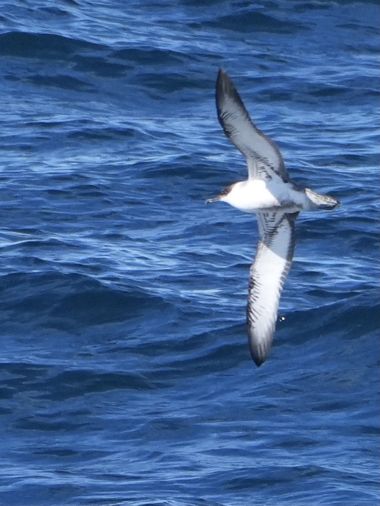Great Shearwater - ML645501194