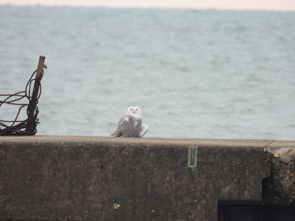 Snowy Owl - ML645501195