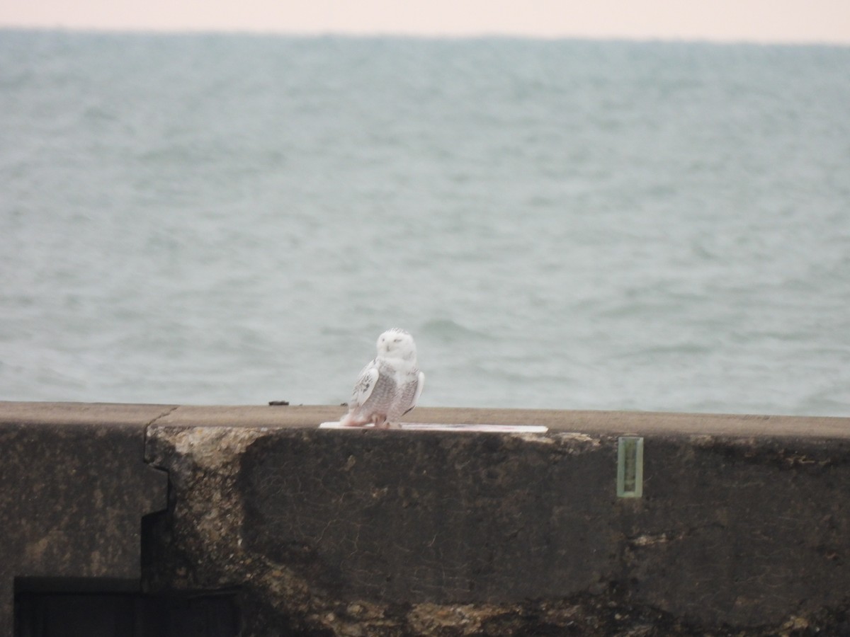 Snowy Owl - ML645501196