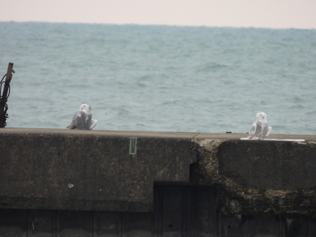 Snowy Owl - ML645501197
