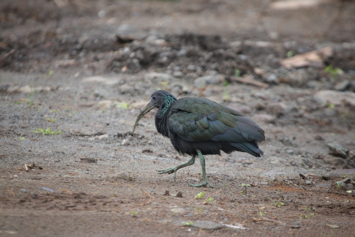Green Ibis - ML645501203