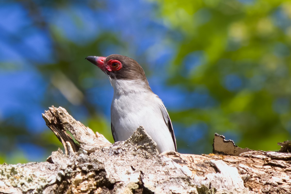 Masked Tityra - ML645501204