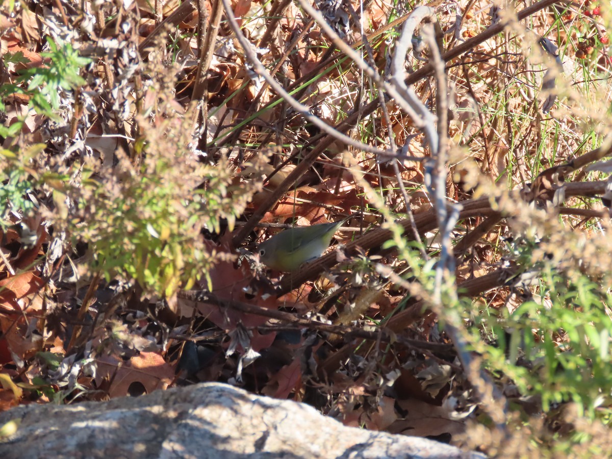 Nashville Warbler - ML645501208