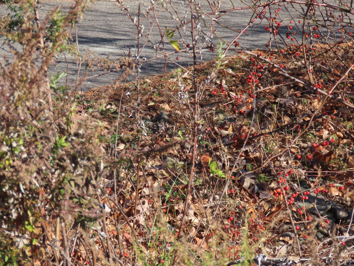 Nashville Warbler - ML645501209