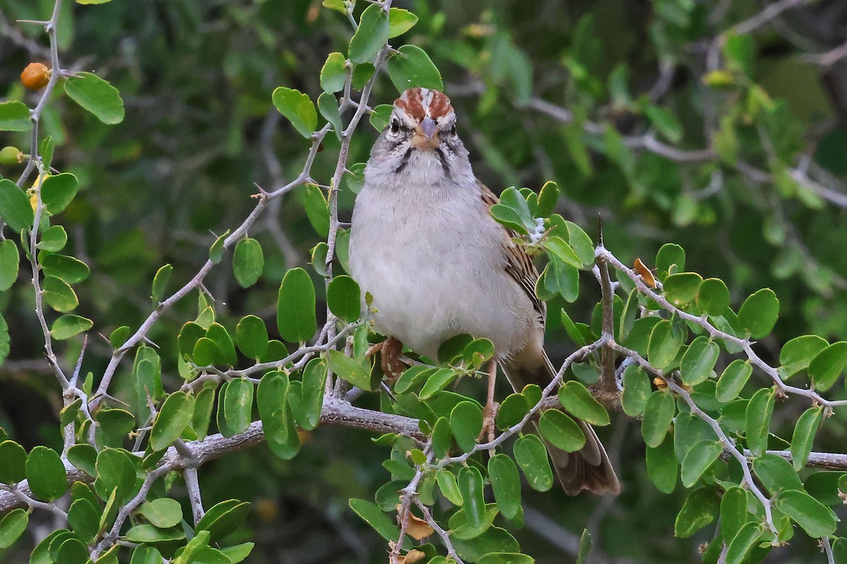 Rufous-winged Sparrow - ML645501218