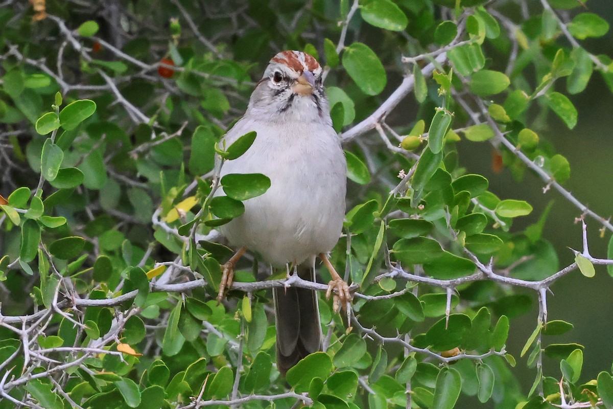 Rufous-winged Sparrow - ML645501219