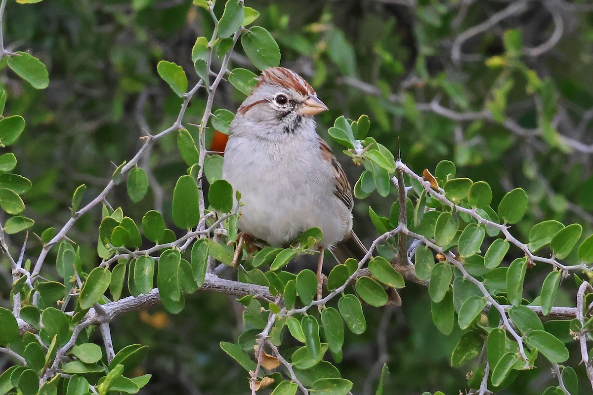 Rufous-winged Sparrow - ML645501221