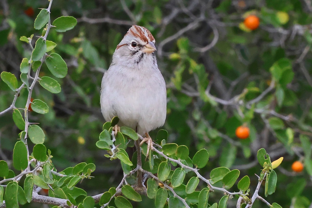 Rufous-winged Sparrow - ML645501222