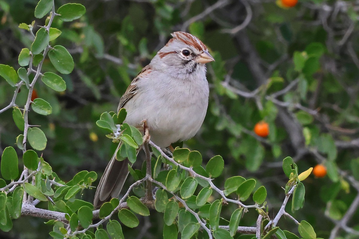 Rufous-winged Sparrow - ML645501223