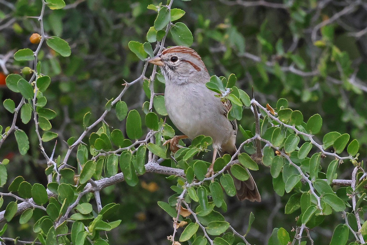 Rufous-winged Sparrow - ML645501224