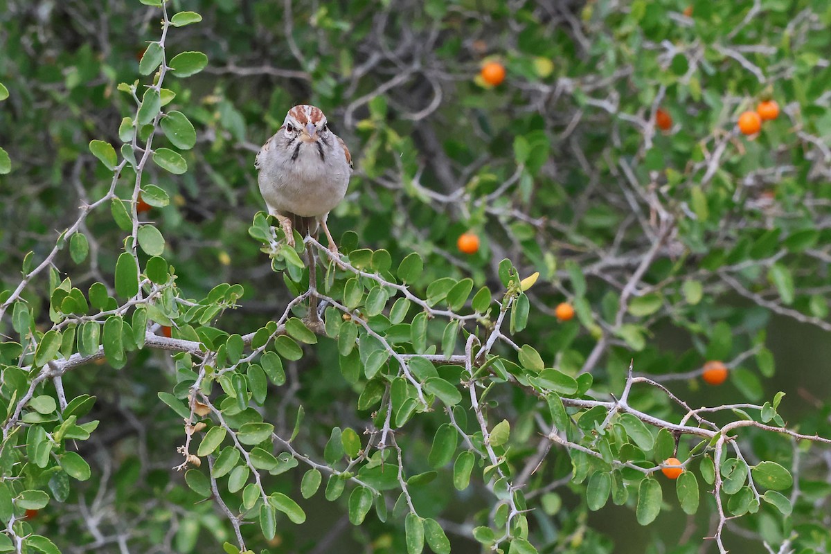 Rufous-winged Sparrow - ML645501225