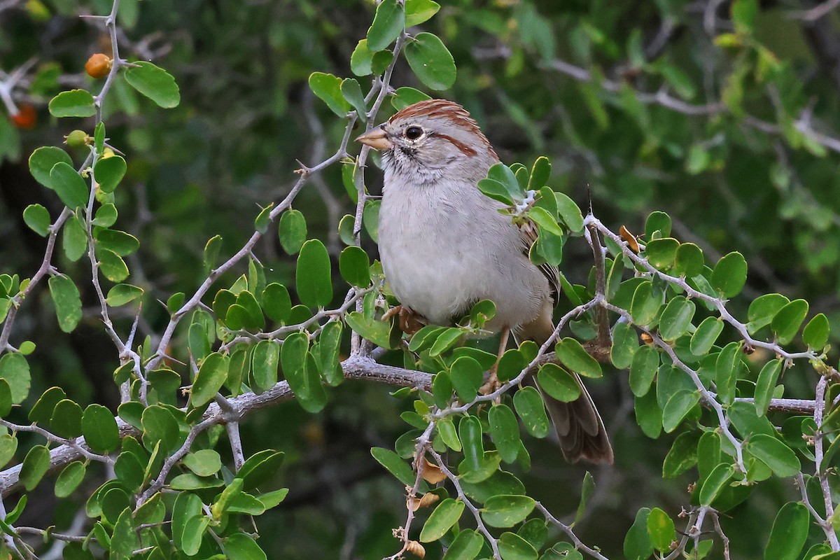 Rufous-winged Sparrow - ML645501227