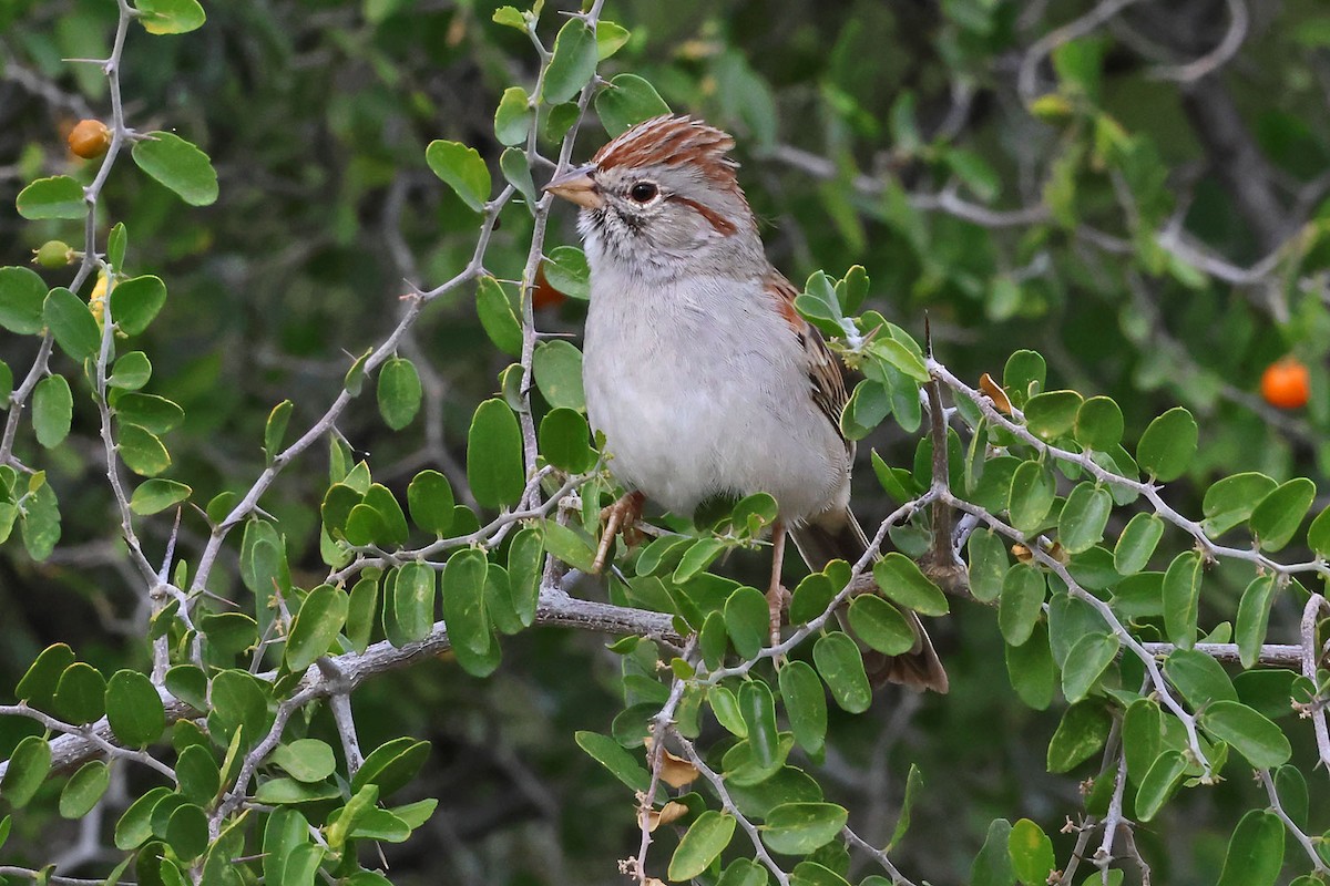 Rufous-winged Sparrow - ML645501228