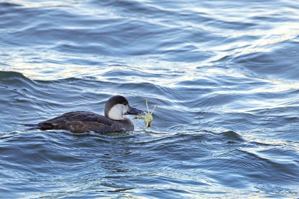 Ahatebeltz eurasiarra - ML645501239