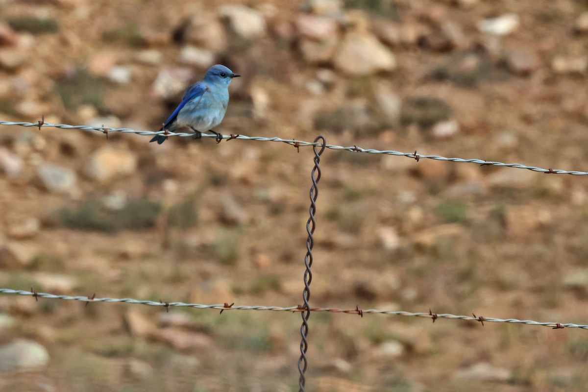Mountain Bluebird - ML645501246