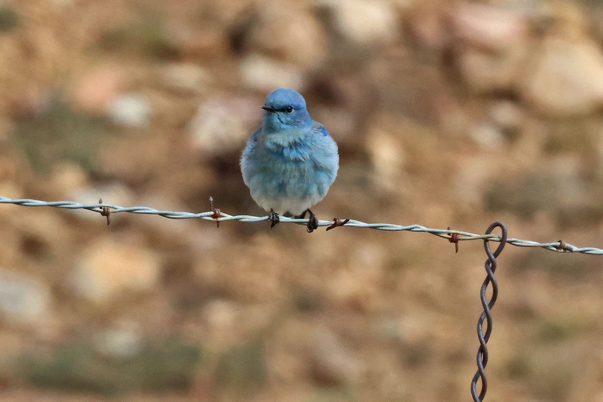 Mountain Bluebird - ML645501247